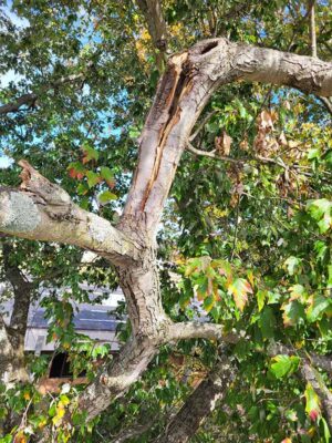 cracked and split tree branch